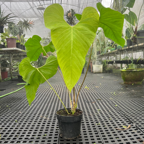 Anthurium balaoanum