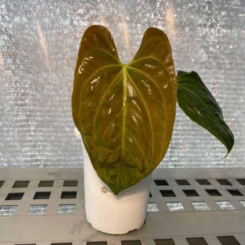 Anthurium Papillilaminum