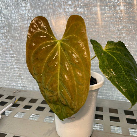 Anthurium Papillilaminum