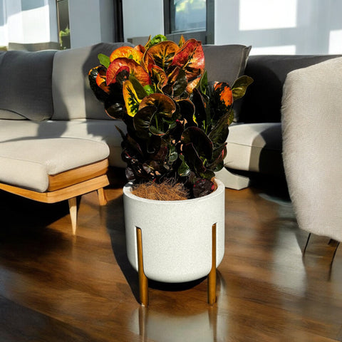 Croton nectarine + vaso decore off-white