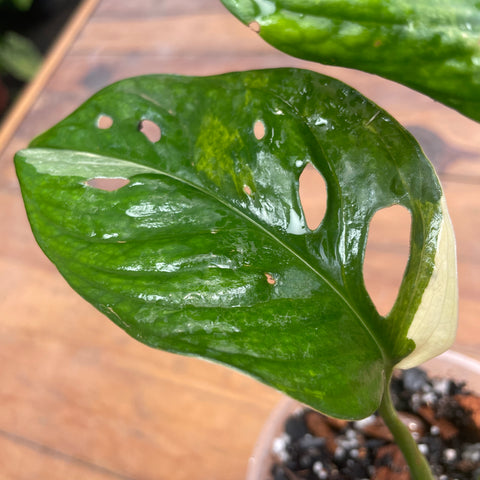 Monstera adansonii variegata