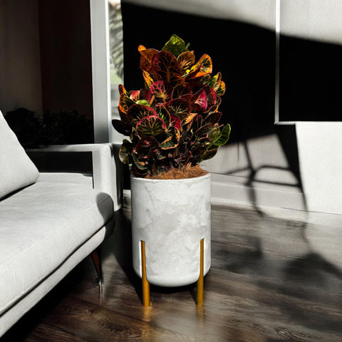 Croton nectarine + vaso decore off-white