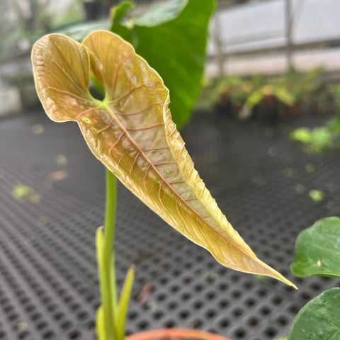 Anthurium sp. 'Colômbia'