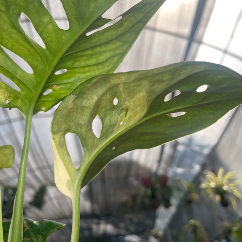 Monstera adansonii variegata