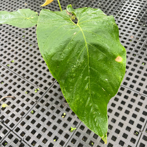 Anthurium sp. 'Colômbia'