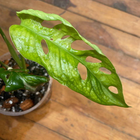 Monstera adansonii variegata