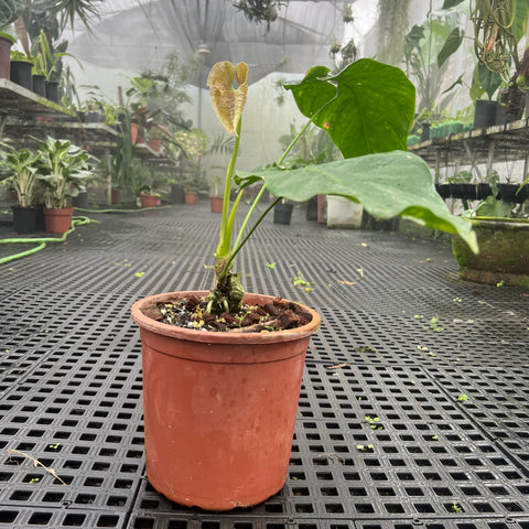 Anthurium sp. 'Colômbia'