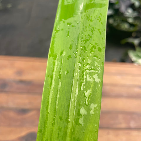 Philodendron alternans