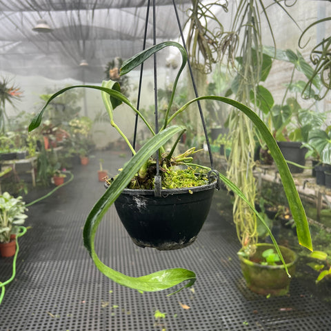 Anthurium vittarifolium 'narrow'