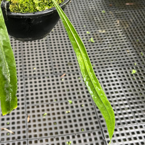Anthurium vittarifolium 'narrow'