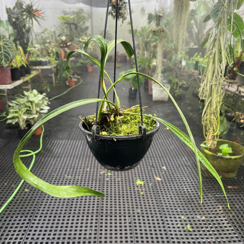 Anthurium vittarifolium 'narrow'