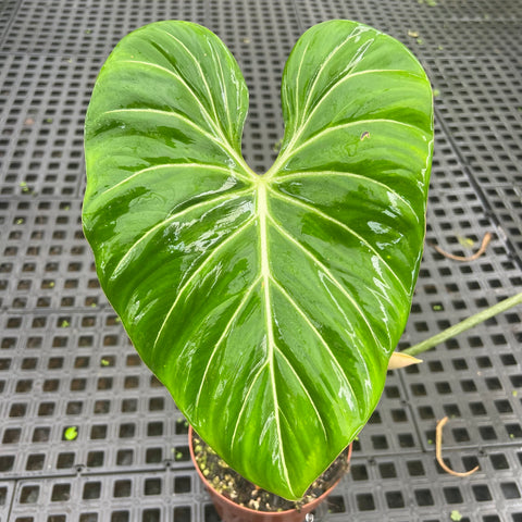 Philodendron Gloriosum 'White Vein'