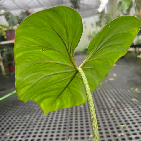 Philodendron Gloriosum 'White Vein'