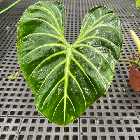 Philodendron Gloriosum 'White Vein'