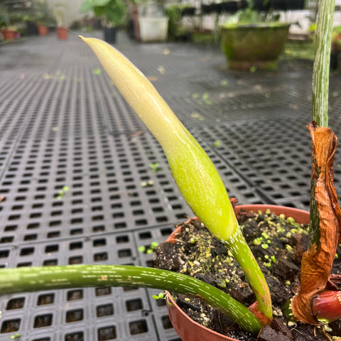 Philodendron Gloriosum 'White Vein'