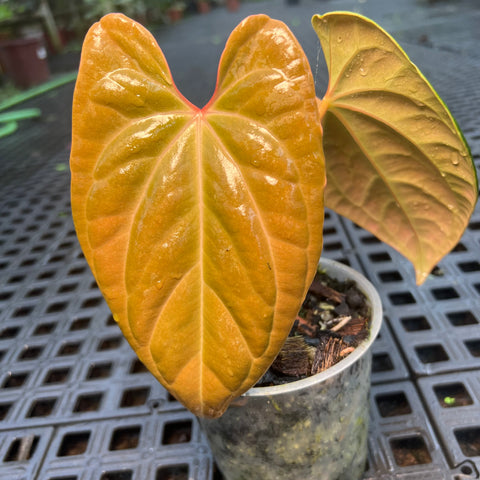 Anthurium 'David Portilla Dreams' (luxurians x forgetii)