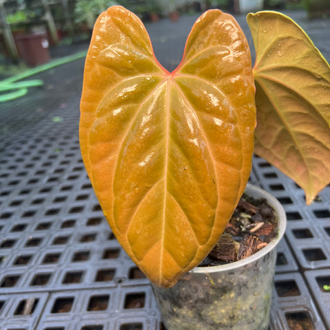 Anthurium 'David Portilla Dreams' (luxurians x forgetii)