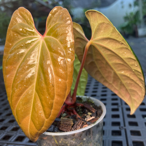 Anthurium 'David Portilla Dreams' (luxurians x forgetii)
