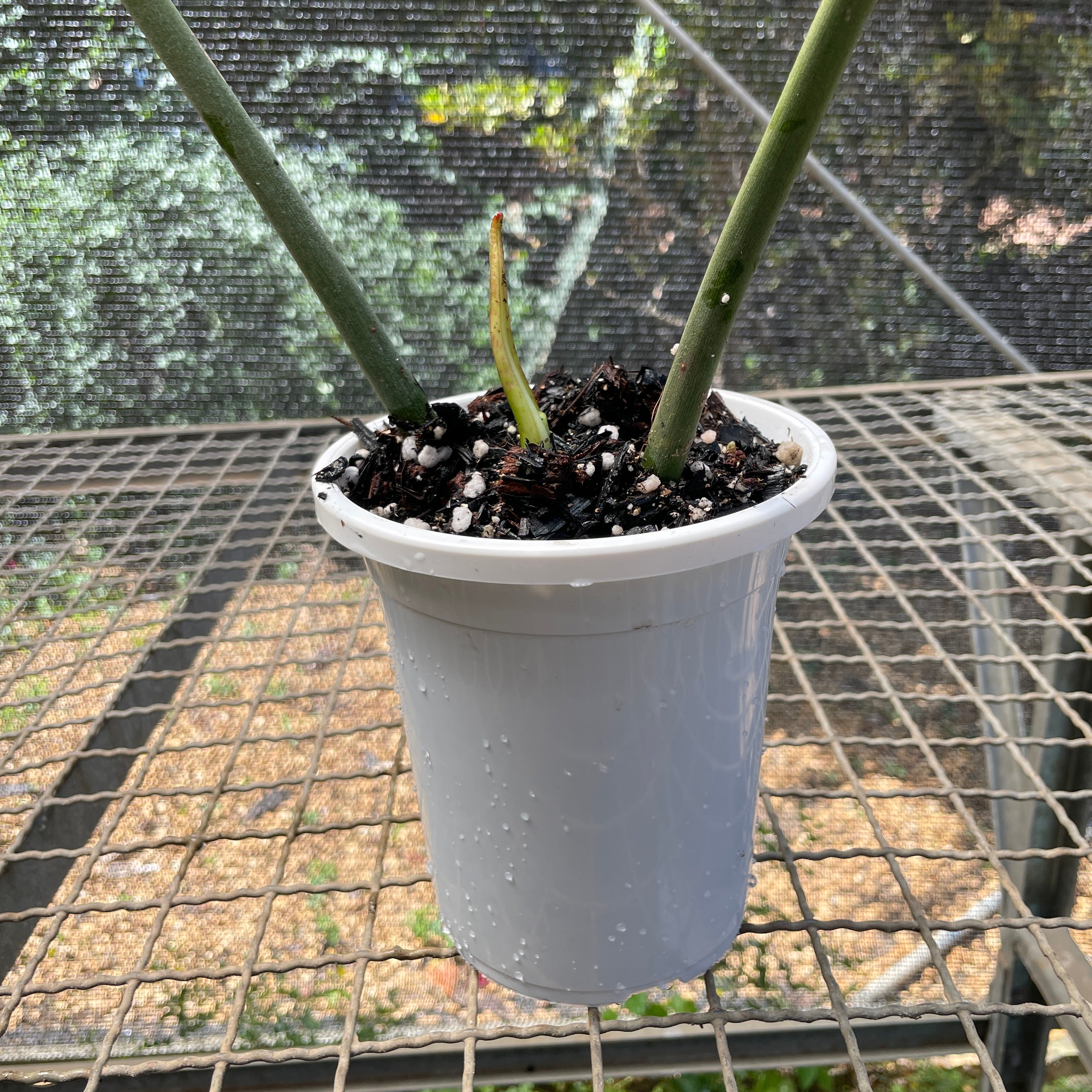 Philodendron 'Joepii' – Entre Raízes Botânica