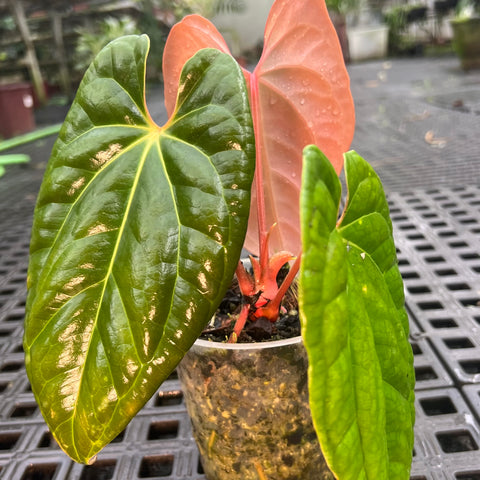 Anthurium 'David Portilla Dreams' (luxurians x forgetii)