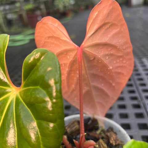 Anthurium 'David Portilla Dreams' (luxurians x forgetii)