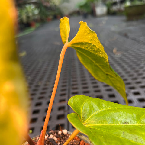 Anthurium 'Dark Rubri' (papillilaminum x rubrinervium)