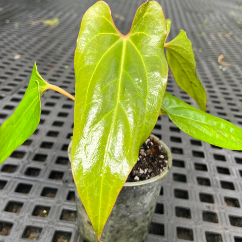 Anthurium 'Dark Rubri' (papillilaminum x rubrinervium)