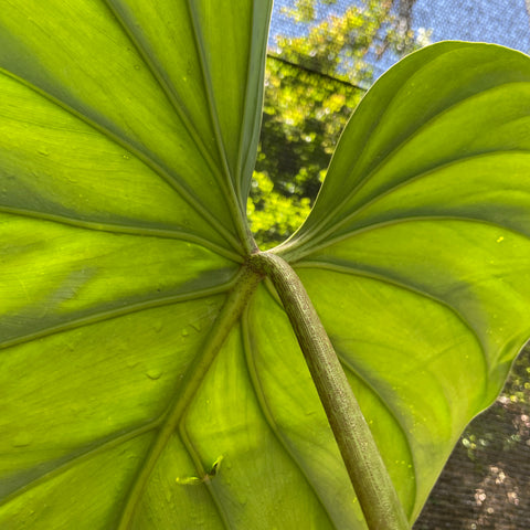 Philodendron aff. pastazanum