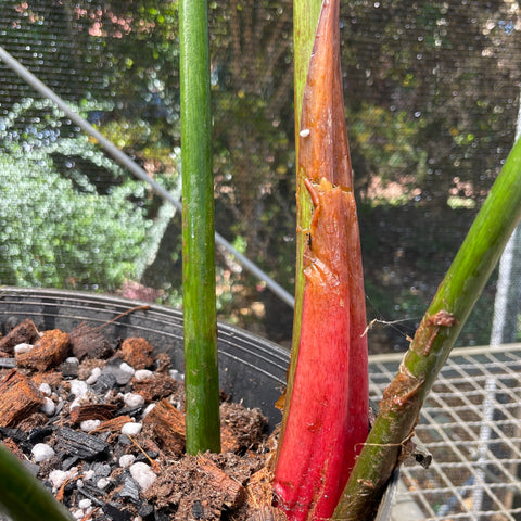 Philodendron aff. pastazanum