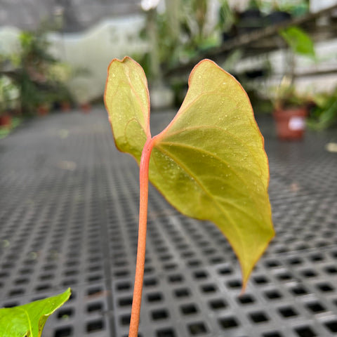Anthurium 'Dark Rubri' (papillilaminum x rubrinervium)