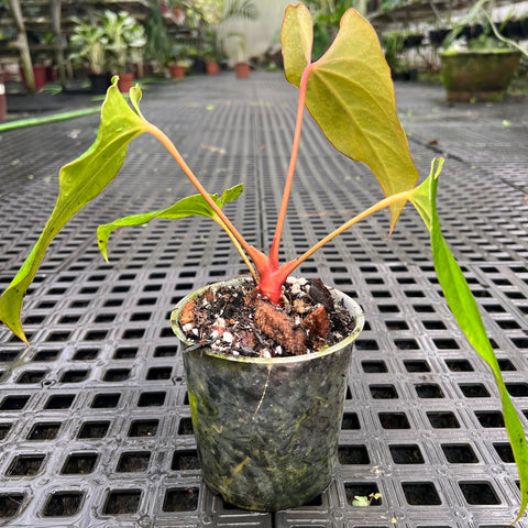 Anthurium 'Dark Rubri' (papillilaminum x rubrinervium)