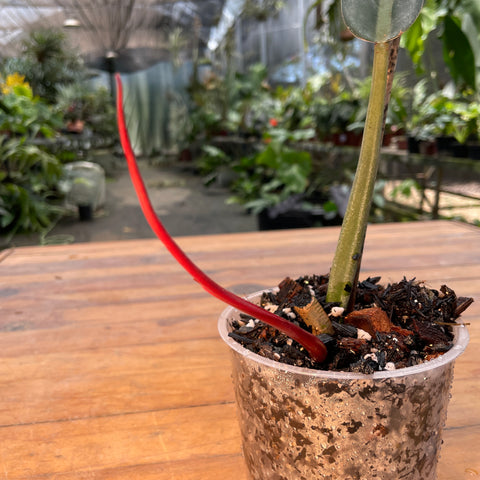 Philodendron Bicolor