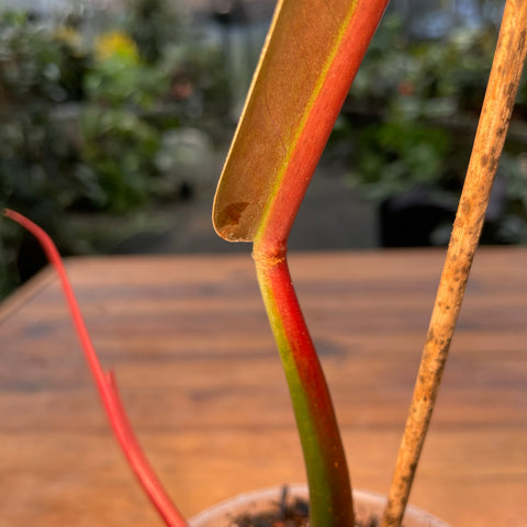 Philodendron Bicolor