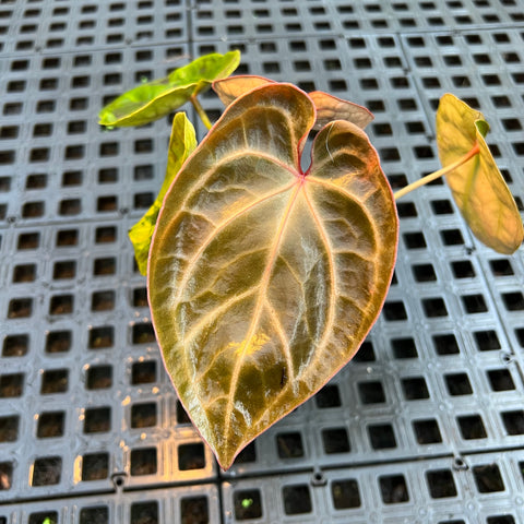 Anthurium 'Ace of Spades'