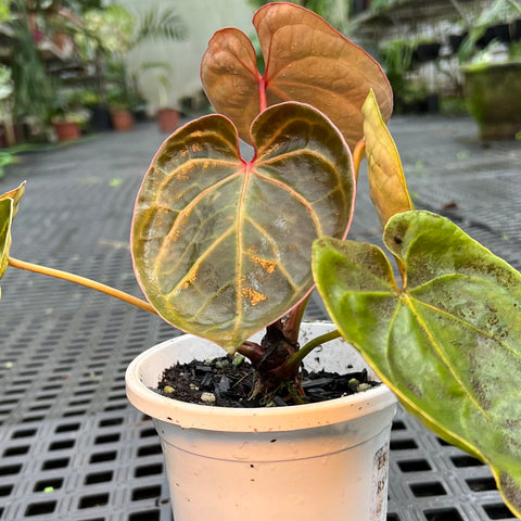 Anthurium 'Ace of Spades'