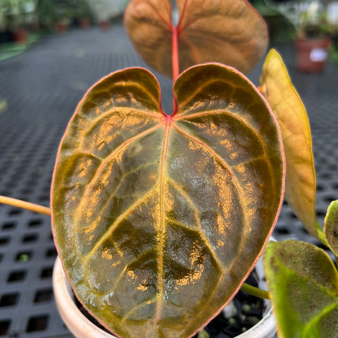 Anthurium 'Ace of Spades'
