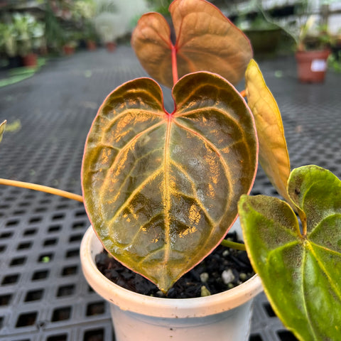 Anthurium 'Ace of Spades'