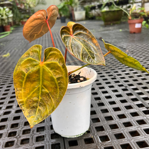 Anthurium 'Ace of Spades'