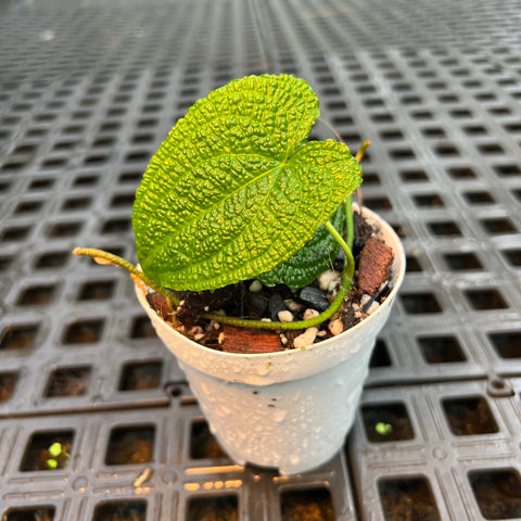 Anthurium clidemioides