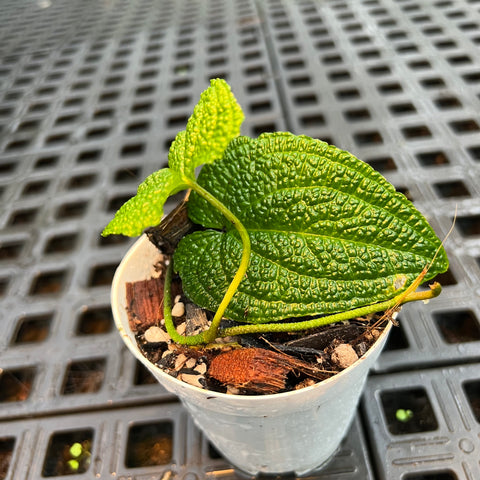 Anthurium clidemioides