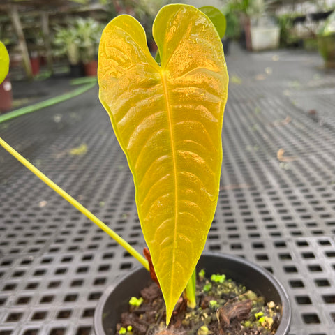 Anthurium veitchii x nymphaeifolium