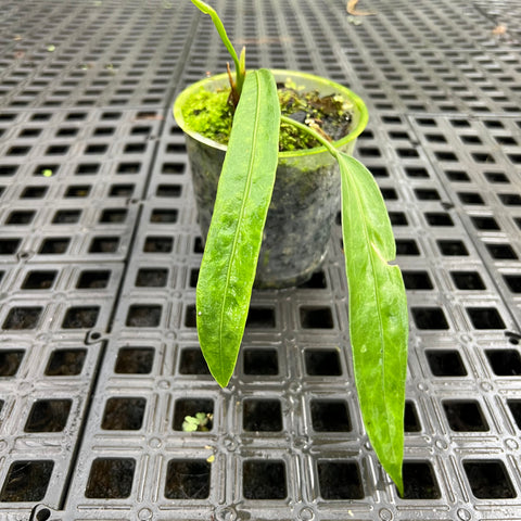 Anthurium vittarifolium