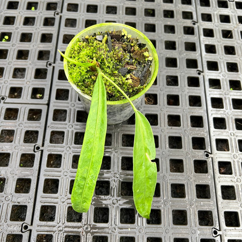 Anthurium vittarifolium