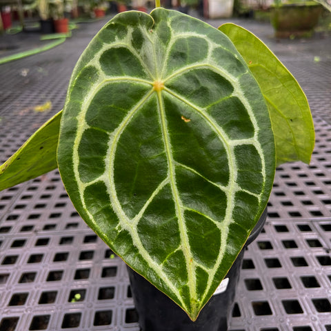 Anthurium  forgetii x Crystallinum silver