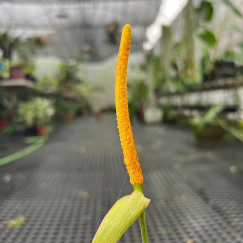Anthurium  forgetii x Crystallinum silver