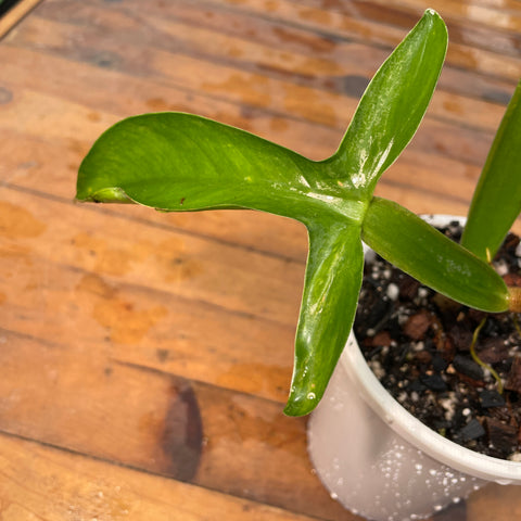 Philodendron Applanatum
