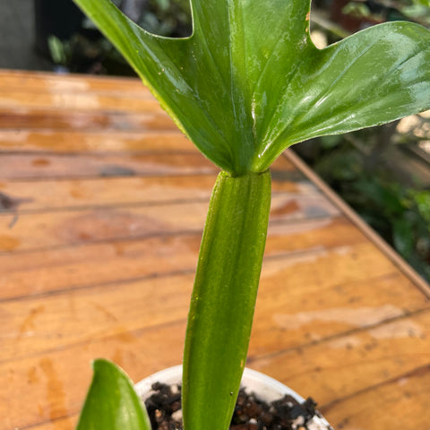 Philodendron Applanatum