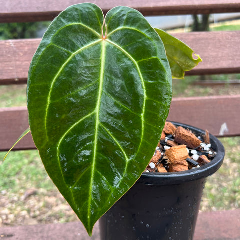 Anthurium AOS Scott Cohen x (Michele x Zara)