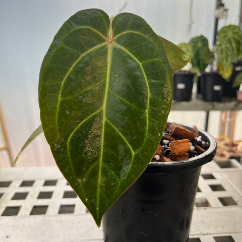 Anthurium AOS Scott Cohen x (Michele x Zara)