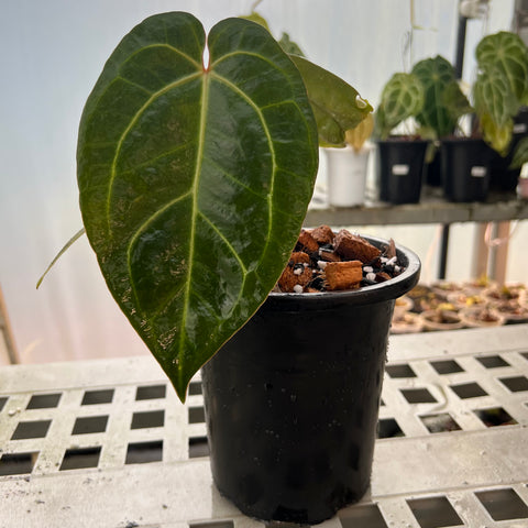 Anthurium AOS Scott Cohen x (Michele x Zara)